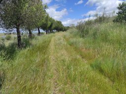 Flora del Cerro Masatrigo